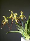 Paphiopedilum parishii 